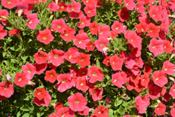 Shock Wave Coral Crush Petunia (Petunia 'Shock Wave Coral Crush') at The Mustard Seed