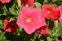 Shock Wave Coral Crush Petunia (Petunia 'Shock Wave Coral Crush') at The Mustard Seed