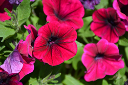 Shock Wave Deep Purple Petunia (Petunia 'Shock Wave Deep Purple') at The Mustard Seed