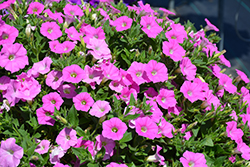 Shock Wave Pink Shades Petunia (Petunia 'Shock Wave Pink Shades') at The Mustard Seed
