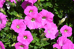 Shock Wave Pink Shades Petunia (Petunia 'Shock Wave Pink Shades') at The Mustard Seed