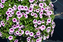Shock Wave Pink Vein Petunia (Petunia 'Shock Wave Pink Vein') at The Mustard Seed