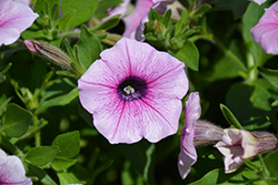 Shock Wave Pink Vein Petunia (Petunia 'Shock Wave Pink Vein') at The Mustard Seed