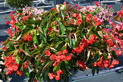 Dragon Wing Red Begonia (Begonia 'Dragon Wing Red') at The Mustard Seed