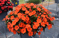 SunPatiens Compact Electric Orange New Guinea Impatiens (Impatiens 'SakimP025') at The Mustard Seed