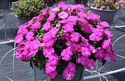 SunPatiens Compact Lilac New Guinea Impatiens (Impatiens 'SakimP063') at The Mustard Seed