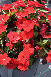 SunPatiens Compact Red New Guinea Impatiens (Impatiens 'SakimP030') at The Mustard Seed