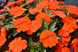 SunPatiens Vigorous Orange New Guinea Impatiens (Impatiens 'SAKIMP056') at The Mustard Seed