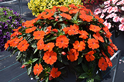SunPatiens Vigorous Orange New Guinea Impatiens (Impatiens 'SAKIMP056') at The Mustard Seed