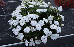 SunPatiens Vigorous White New Guinea Impatiens (Impatiens 'SAKIMP065') at The Mustard Seed