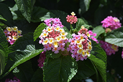 Landmark Rose Glow Lantana (Lantana camara 'Landmark Rose Glow') at The Mustard Seed