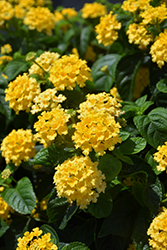 Landmark Yellow Lantana (Lantana camara 'Landmark Yellow') at The Mustard Seed