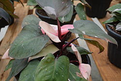 Prismacolor Pink Princess Philodendron (Philodendron 'Pink Princess') at The Mustard Seed