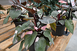 Prismacolor Pink Princess Philodendron (Philodendron 'Pink Princess') at The Mustard Seed