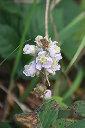 Blackberry (Rubus fruticosus) at The Mustard Seed