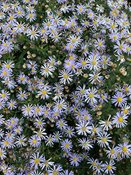Woods Blue Aster (Symphyotrichum 'Woods Blue') at The Mustard Seed