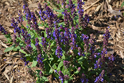 Apex Blue Meadow Sage (Salvia nemorosa 'Apex Blue') at The Mustard Seed