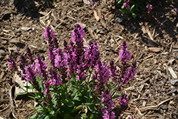 Pink Nebula Meadow Sage (Salvia nemorosa 'Pink Nebula') at The Mustard Seed