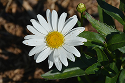 Sweet Daisy Birdy Shasta Daisy (Leucanthemum x superbum 'Birdy') at The Mustard Seed