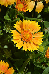 SpinTop Mango Blanket Flower (Gaillardia aristata 'SpinTop Mango') at The Mustard Seed