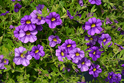 Superbells Blue Calibrachoa (Calibrachoa 'USCALI51') at The Mustard Seed