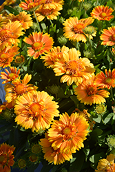 SpinTop Mango Blanket Flower (Gaillardia aristata 'SpinTop Mango') at The Mustard Seed