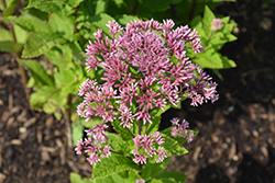 Little Joe Dwarf Joe Pye Weed (Eupatorium maculatum 'Little Joe') at The Mustard Seed