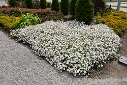 Supertunia Vista Silverberry Petunia (Petunia 'Supertunia Vista Silverberry') at The Mustard Seed