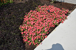 Supertunia Bermuda Beach Petunia (Petunia 'Supertunia Bermuda Beach') at The Mustard Seed