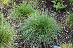 Tufted Hair Grass (Deschampsia cespitosa) at The Mustard Seed