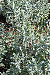 Iceberg Alley Sageleaf Willow (Salix candida 'Jefberg') at The Mustard Seed