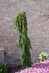 Weeping Norway Spruce (Picea abies 'Pendula') at The Mustard Seed