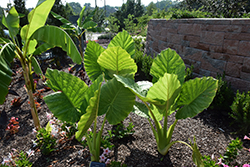 Elephant's Ear (Alocasia macrorrhizos) at The Mustard Seed