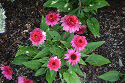 Double Scoop Watermelon Deluxe Coneflower (Echinacea 'Balscmelux') at The Mustard Seed