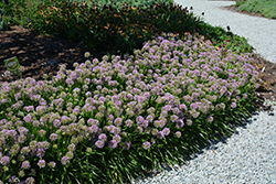 Millenium Ornamental Onion (Allium 'Millenium') at The Mustard Seed