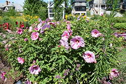 Summerific Lilac Crush Hibiscus (Hibiscus 'Lilac Crush') at The Mustard Seed