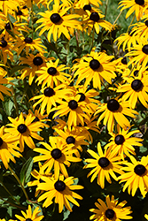 Goldsturm Coneflower (Rudbeckia fulgida 'Goldsturm') at The Mustard Seed