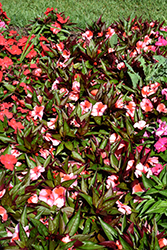 Harmony Salmon Cream New Guinea Impatiens (Impatiens hawkeri 'Harmony Salmon Cream') at The Mustard Seed