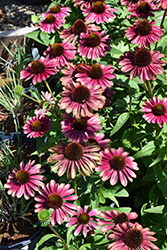 Sweet Sandia Coneflower (Echinacea 'TNECHSS') at The Mustard Seed