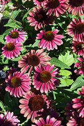 Sweet Sandia Coneflower (Echinacea 'TNECHSS') at The Mustard Seed