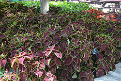 Premium Sun Chocolate Mint Coleus (Solenostemon scutellarioides 'Chocolate Mint') at The Mustard Seed