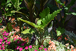 Elephant's Ear (Alocasia macrorrhizos) at The Mustard Seed