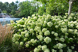 Little Lime Hydrangea (Hydrangea paniculata 'Jane') at The Mustard Seed