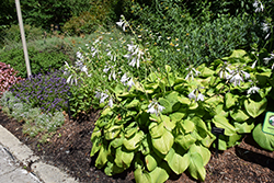 Guacamole Hosta (Hosta 'Guacamole') at The Mustard Seed