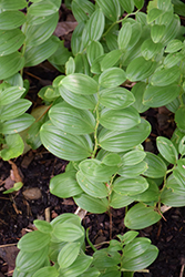 Solomon's Seal (Polygonatum humile) at The Mustard Seed