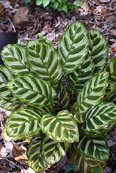 Color Full Makoyana Peacock Plant (Calathea makoyana) at The Mustard Seed