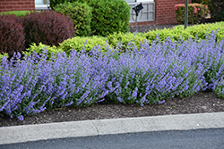 Cat's Meow Catmint (Nepeta x faassenii 'Cat's Meow') at The Mustard Seed