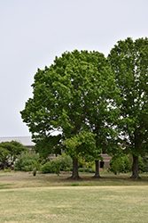 Red Oak (Quercus rubra) at The Mustard Seed