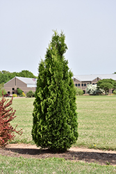 North Pole Arborvitae (Thuja occidentalis 'Art Boe') at The Mustard Seed