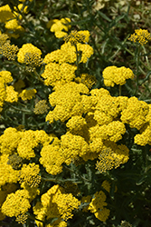 Sassy Summer Lemon Yarrow (Achillea 'Sassy Summer Lemon') at The Mustard Seed